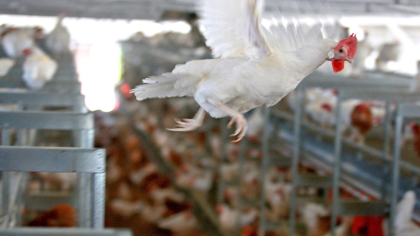 Cage-free egg production in San Diego County