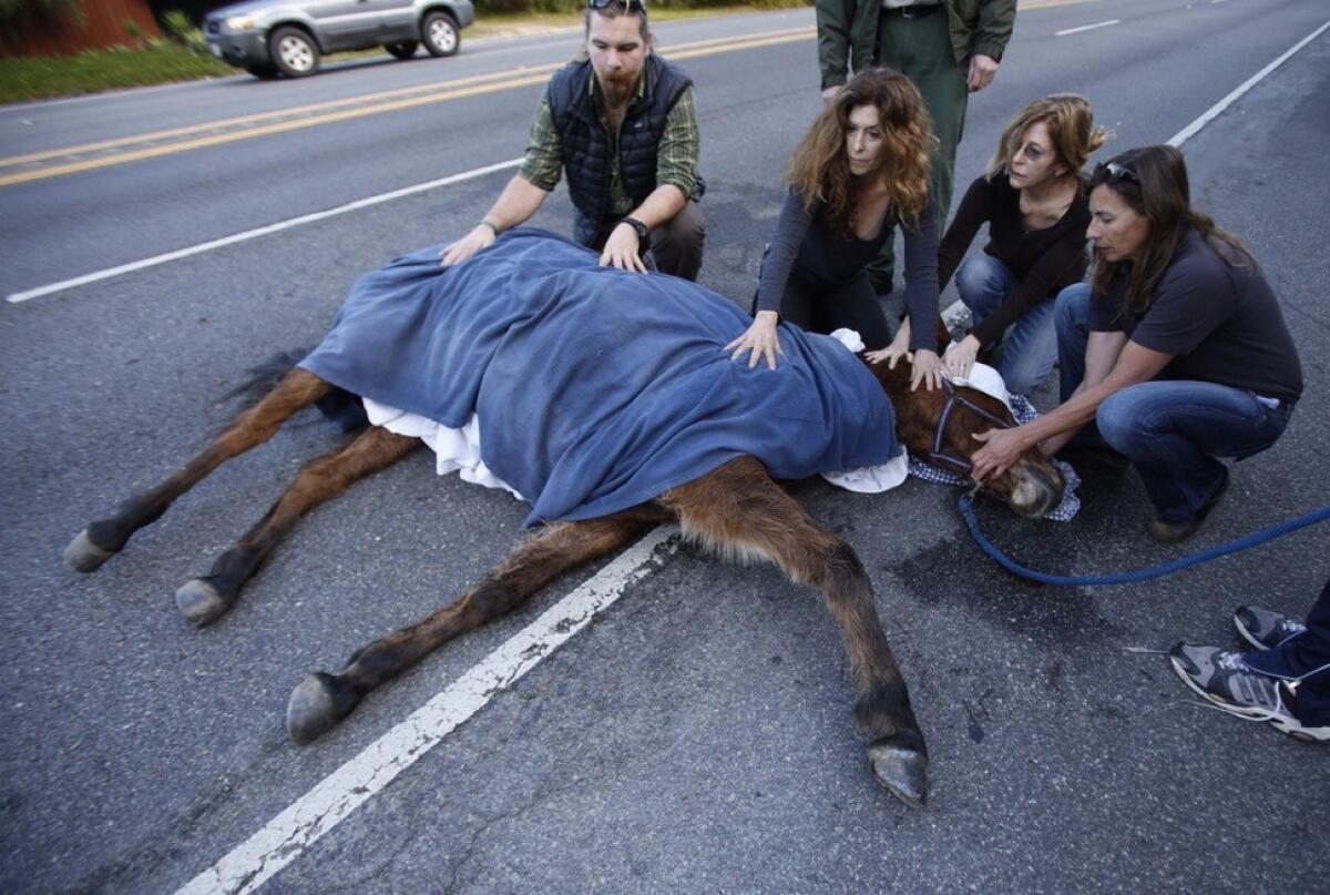 A mule was hit by a car on PCH in Malibu. It was later euthanized.