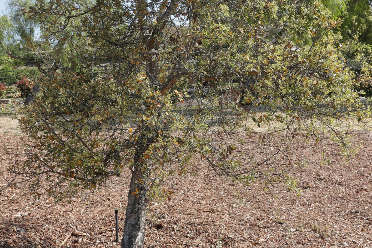 cm-rsftrees-2204-017.jpg