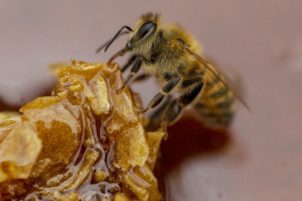 A bee feeds on honey from a honeycomb at a beekeeper's farm in Colina, on the outskirts of Santiago, Chile.