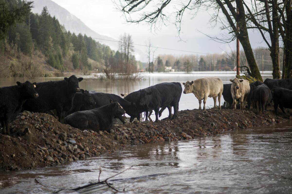 A small herd of cows attempt to find high ground in a flooded field in Randle, Wash..