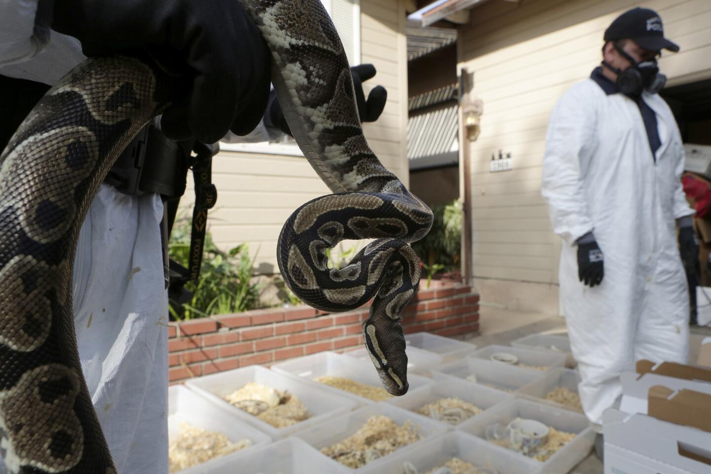 Snakes found in Santa Ana home