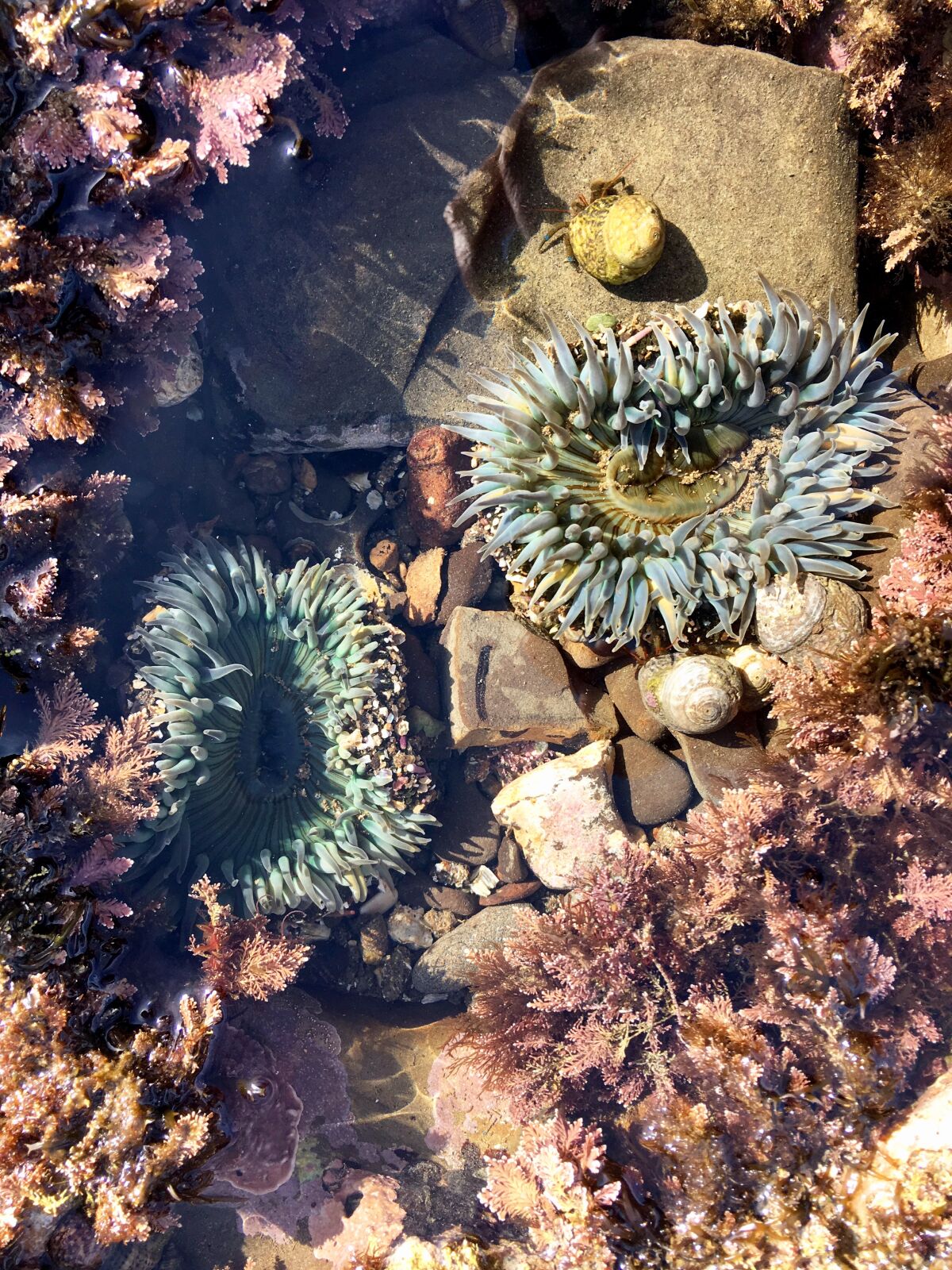 Two Starburst Anemones, San Pedro