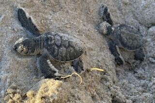 A pair of Green Sea Turtle hatchings make their way to the Atlantic Ocean in this Aug. 8, 2023, photo at the Canaveral Sea Shore in Cape Canaveral, Fla. By most measures, it was a banner year for sea turtle nests at beaches around the U.S., including record numbers for some species in Florida and elsewhere. Yet the positive picture for turtles is tempered by climate change threats, including higher sand temperatures that produce fewer males, changes in ocean currents that disrupt their journeys and increasingly severe storms that wash away nests. (Stella Maris/Florida Space Coast Office of Tourism via AP)