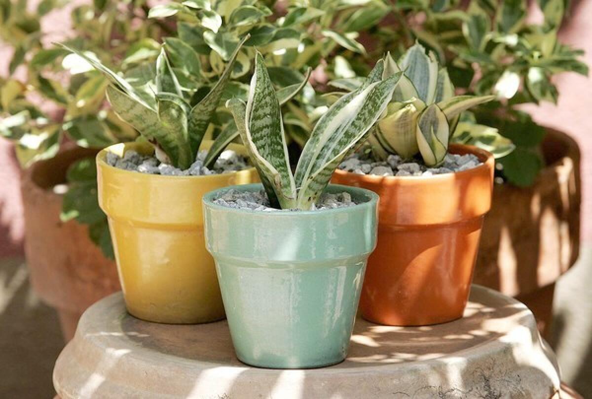 Dwarf sansevieria in vintage pots.