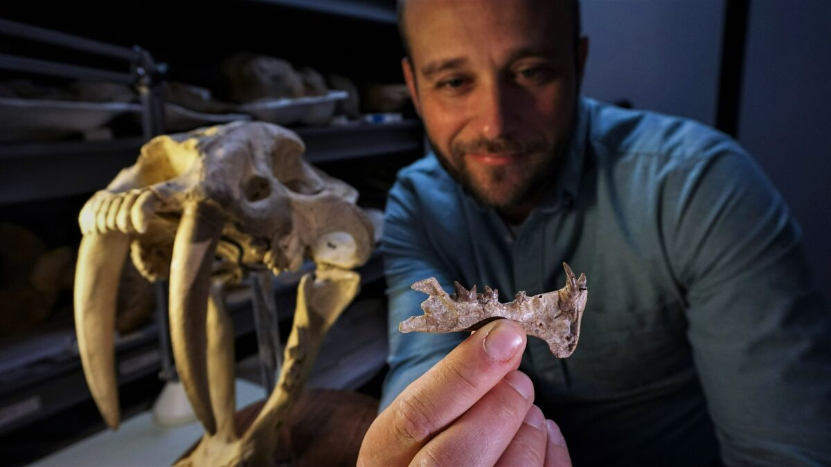 Ashley Poust holds the jawbone of the Diegoaelurus.