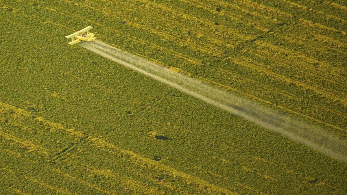 A biplane sprays pesticides over a field in Northern California.