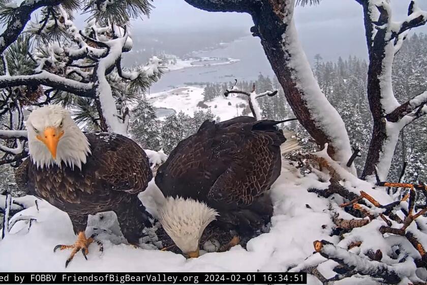 Jackie and Shadow with their 3 new eggs