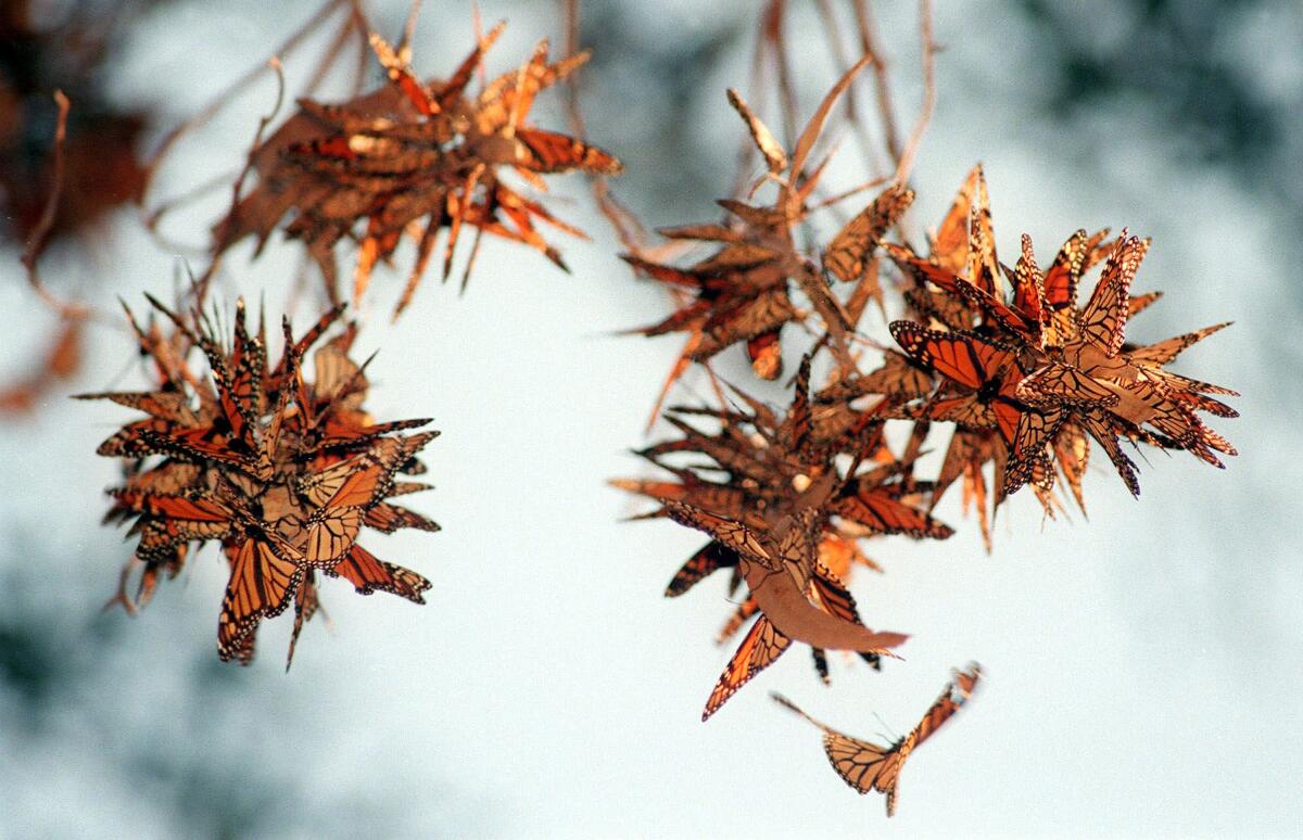 mariposas monarca en las ramas de un árbol de eucalipto 