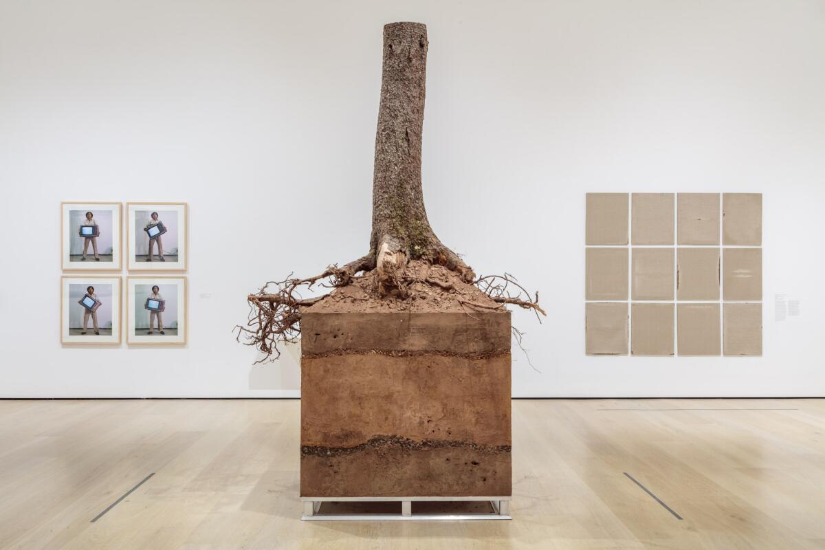 A sculpture of a severed tree stump sits atop a wooden cube made of soil, gravel and concrete.