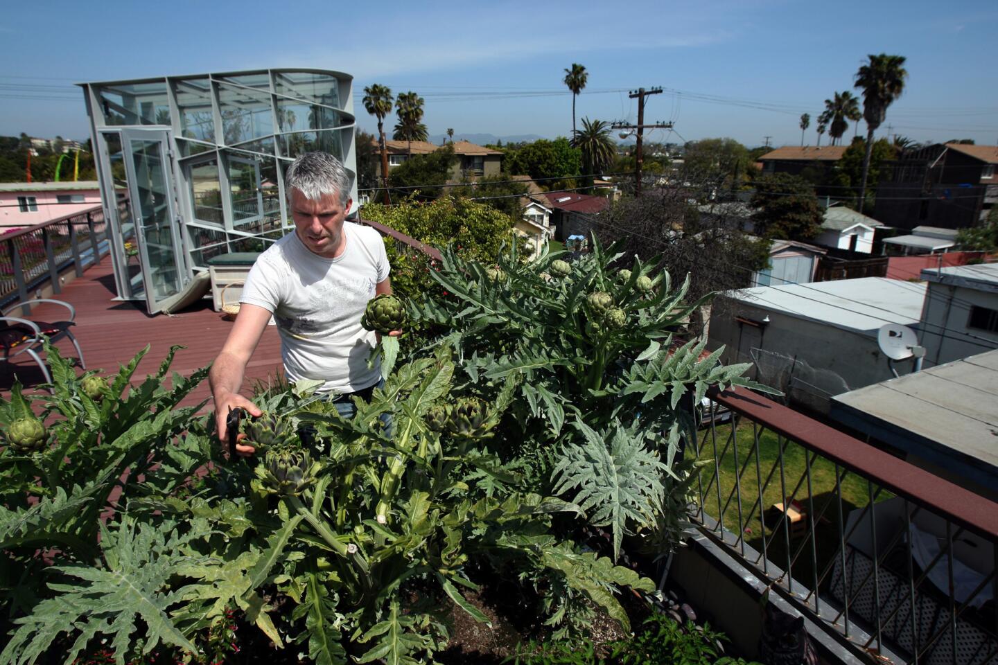 Paul Bricault gathers artichokes from the 3-by-12-foot rooftop vegetable garden of his home in Venice. He grows artichokes, cucumbers, zucchini, tomatoes, peppers, celery, parsley, blueberries, raspberries, strawberries, plus a lemon and orange tree.
