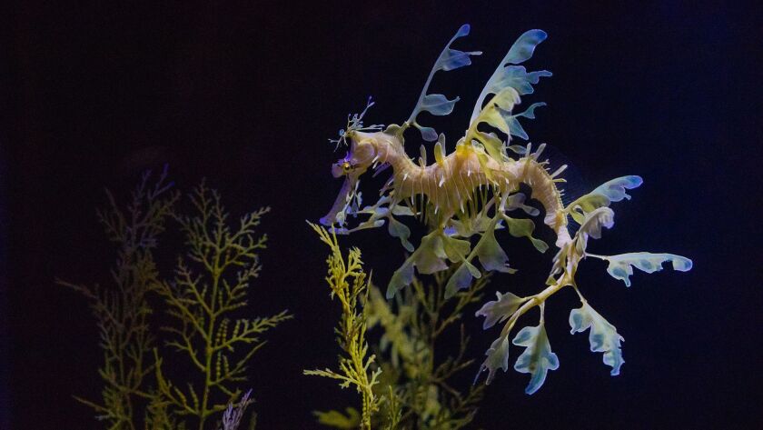 New Seadragon Exhibit Could Help Breed Rare Creatures In Captivity