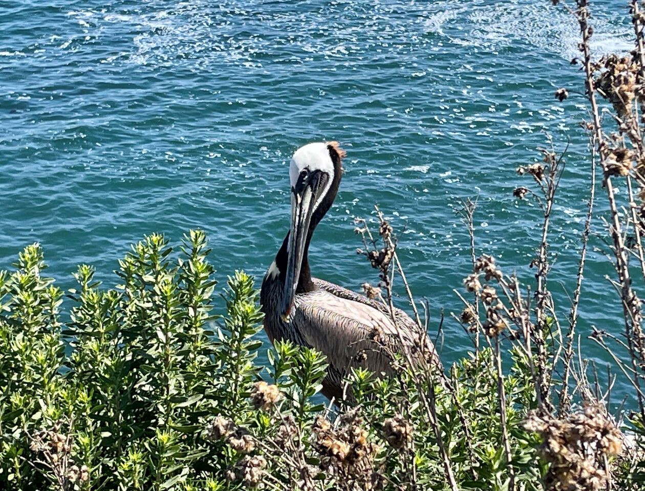 A brown pelican strikes a pose at La Jolla Cove.