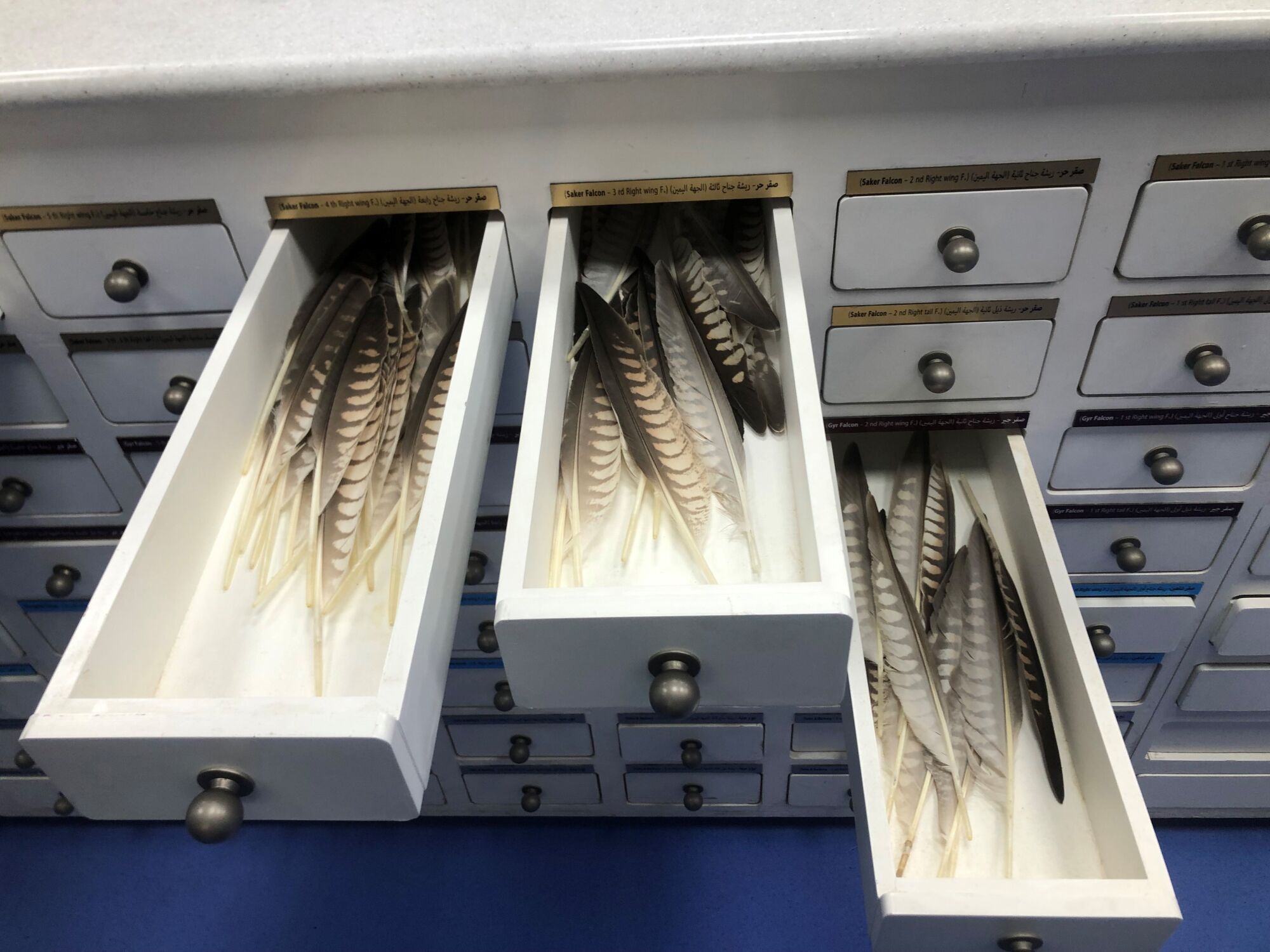 Drawers of feathers at a hospital for Falcons in Doha, Qatar, in September 2022.