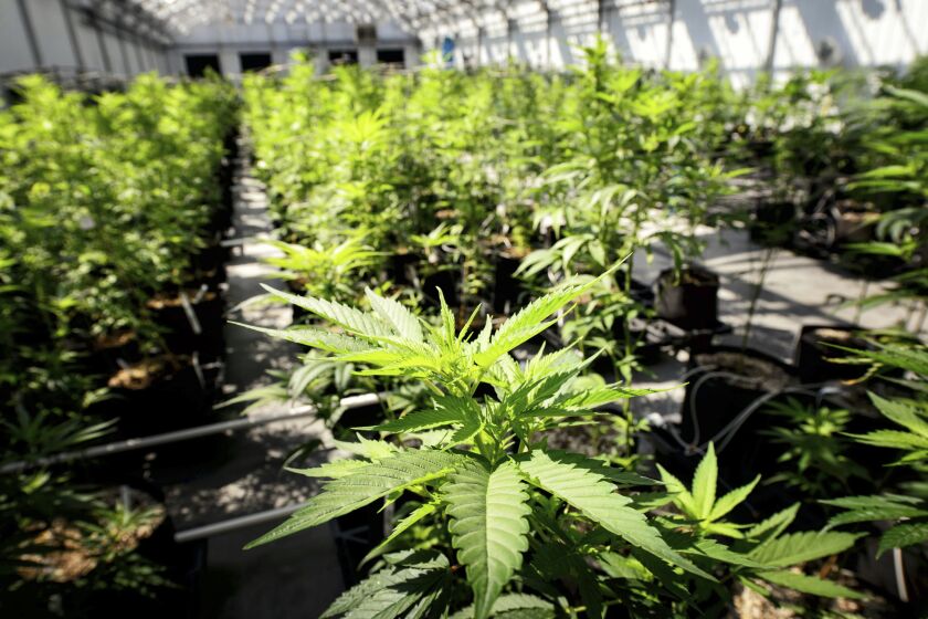 FILE - Marijuana plants grow at a Minnesota Medical Solutions greenhouse on May 5, 2015, in Otsego, Minn. Senators in Minnesota passed a bill Saturday, May 20, 2023, that would legalize recreational marijuana for people over the age of 21, making it the 23rd state to legalize adult-use cannabis. The measure has already been approved by the House and now goes to Democratic Gov. Tim Walz, who has pledged to sign it into law. (Glen Stubbe/Star Tribune via AP, File)