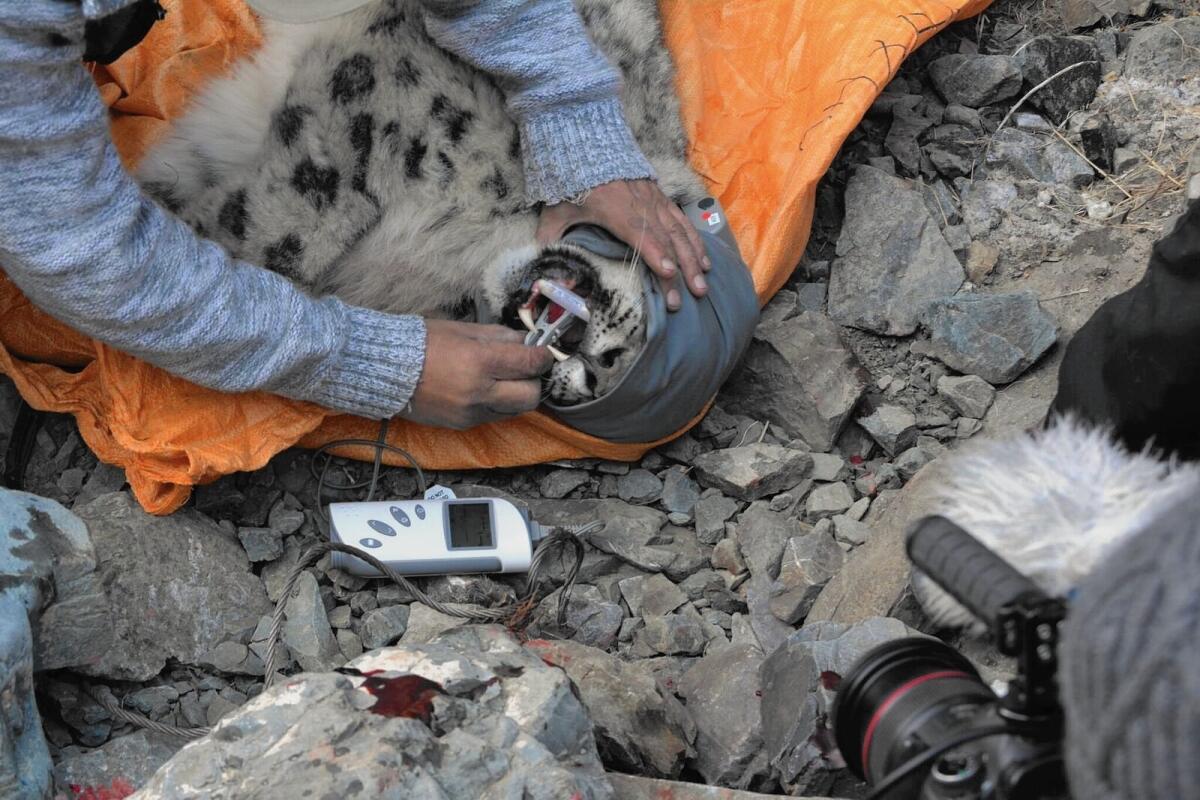 World Wildlife Fund scientists examine a sedated male snow leopard on Jargalant mountain in Mongolia. The big cats are an endangered species.