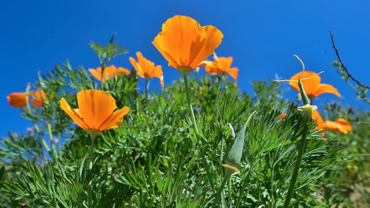Wildflowers bloom at Chino Hills State Park in Chino Hills, Calif., on March 12.