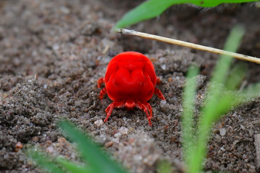 Trombididiidae, known as red velvet mites