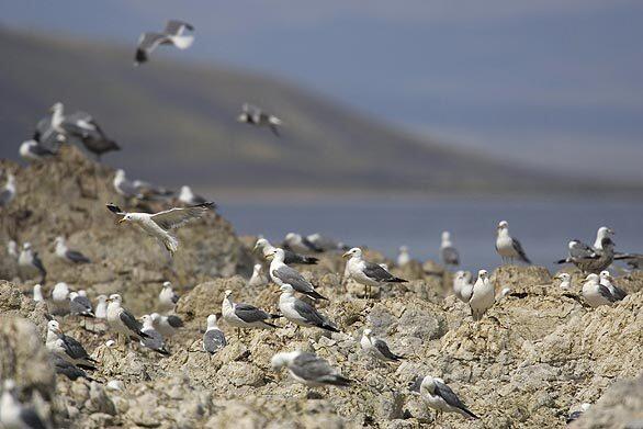 Nesting gulls