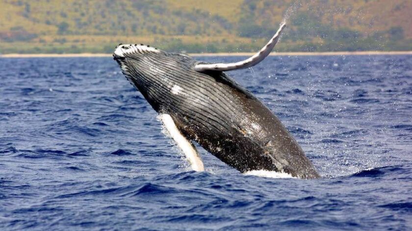 A humpback whale breaches in the waters off Hawaii in 2007.