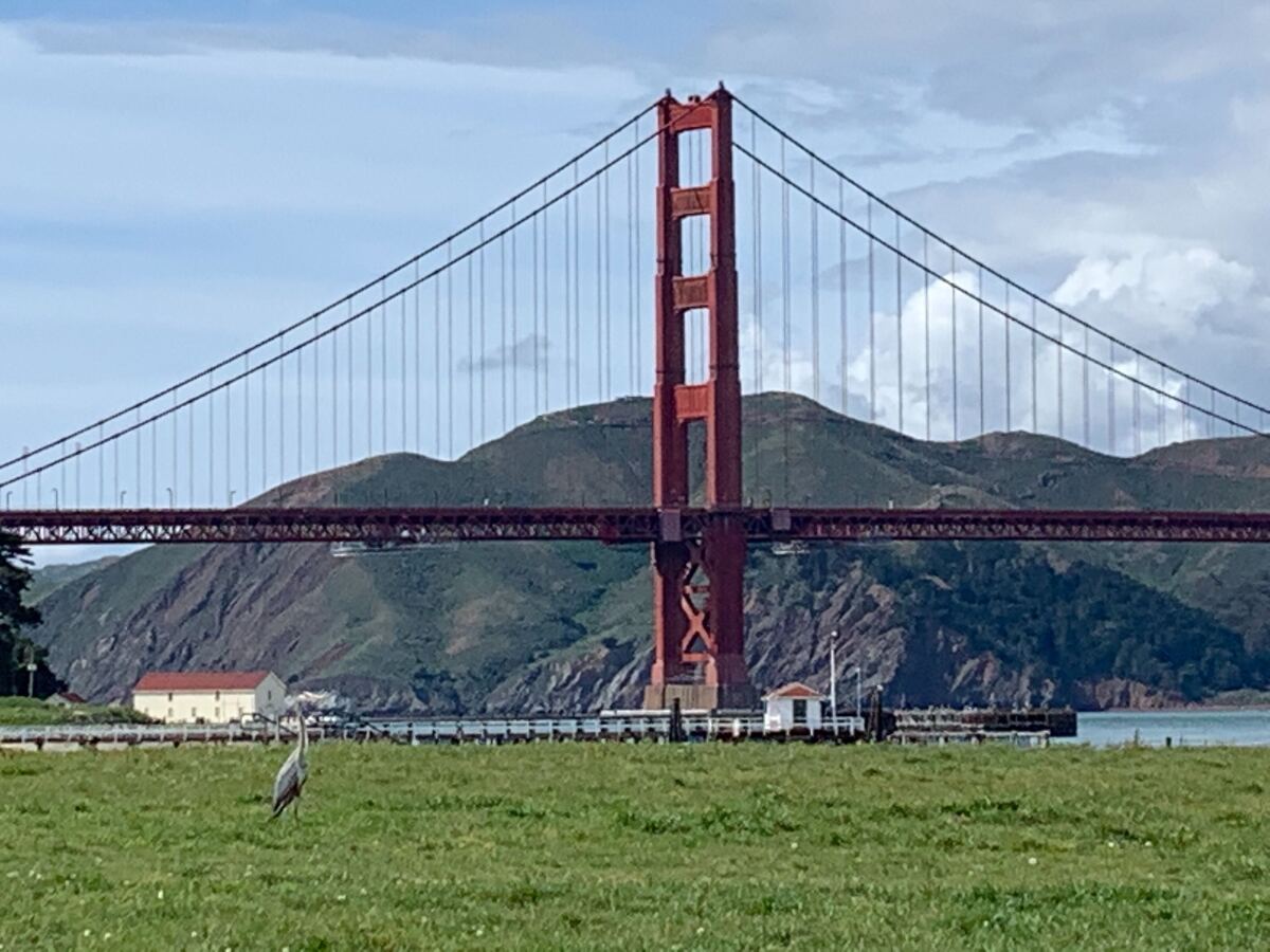 A lone heron enjoys the view at Chrissy Field in San Francisco.