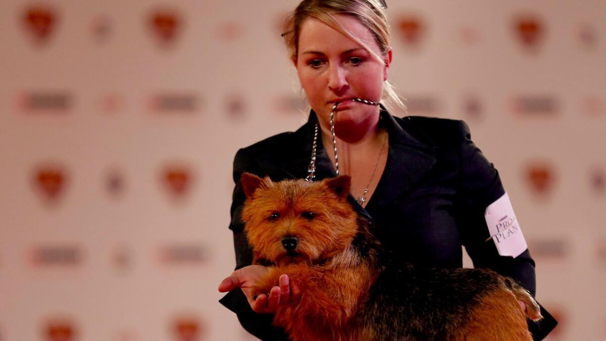 A Norwich terrier named Doogie with handler Kristina Rickard during the terrier group competition.