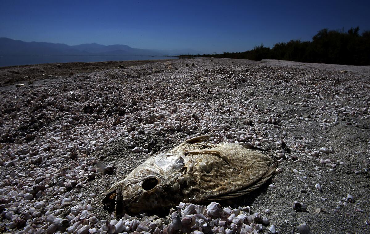 A dead fish at the Salton Sea.