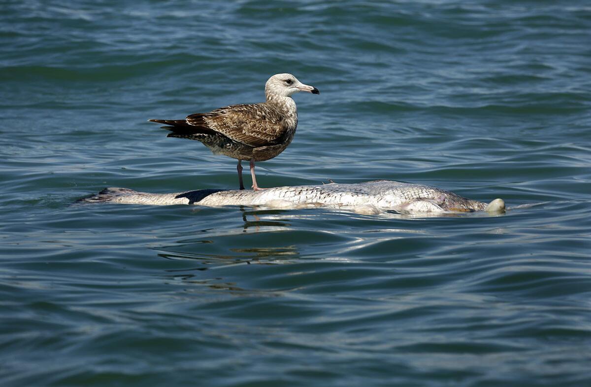 A seagull stands on a large dead totoaba fish, which was killed by illegal poachers for its bladder. (Carolyn Cole / Los Angeles Times)