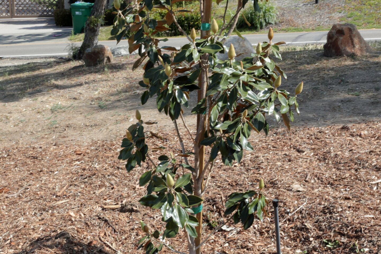 cm-rsftrees-2204-018.jpg