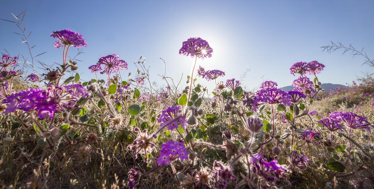 Long-stemmed desert sand verbena wildflowers glow in the sun at Anza-Borrego State Desert Park in 2020.