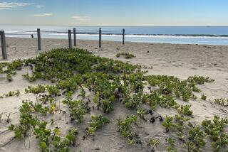 Natural vegetation growing on a sand dune near the ocean.