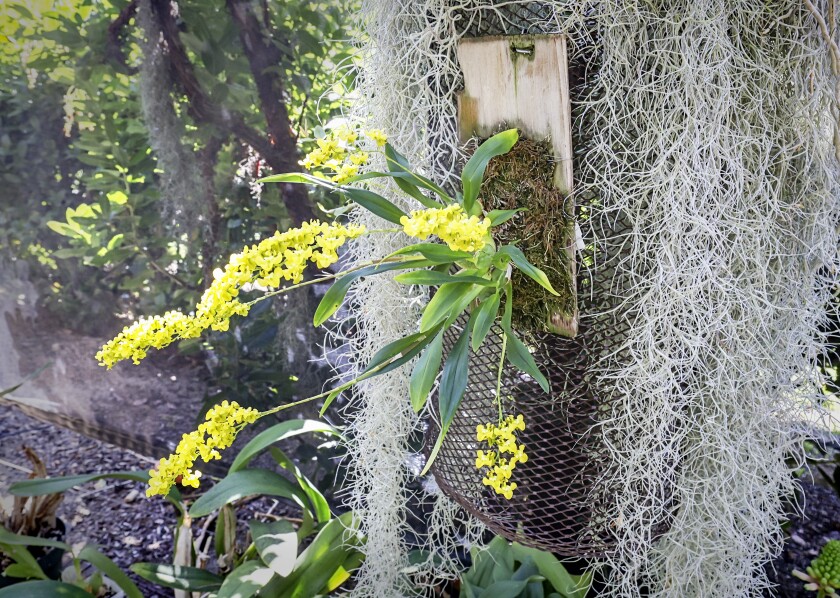 A yellow mounted Oncidium orchid, called Colombian Buttercup.