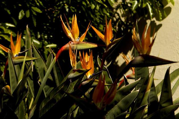 Although the garden's predominant color is green, the foliage is accented with flowers, including bird of paradise and ¿