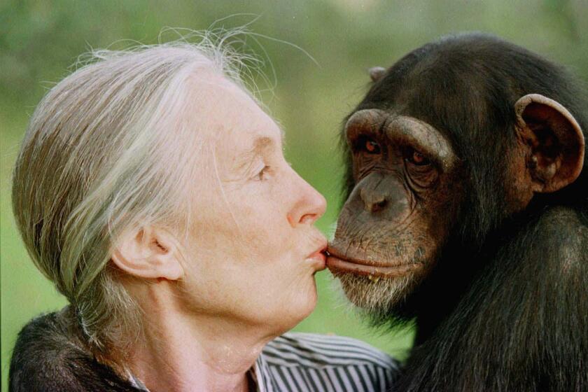 Jane Goodall gives a little kiss to Tess, a 5 or 6 year-old female chimpanzee at the Sweetwaters Chimpanzee Sanctuary near Nanyuki, 170 kms (110 miles) north of Nairobi Sunday December 6, 1997. When young, orphaned chimps first come to the sanctuary, they are given lots of affection to compensate for the loss of their mothers. Jane Goodall, 64, who spent three decades studying chimpanzees, now advocates for animal rights and raises money for chimpanzee sanctuaries and conservation. (AP Photo/Jean-Marc Bouju)