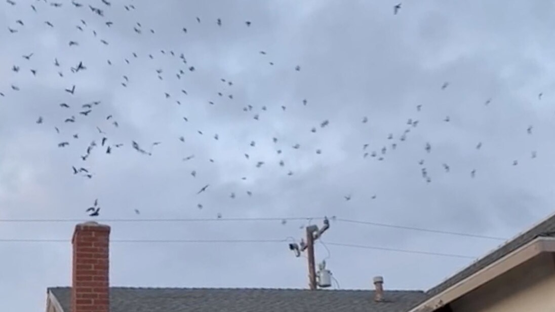 Torrance home invaded by more than 800 birds