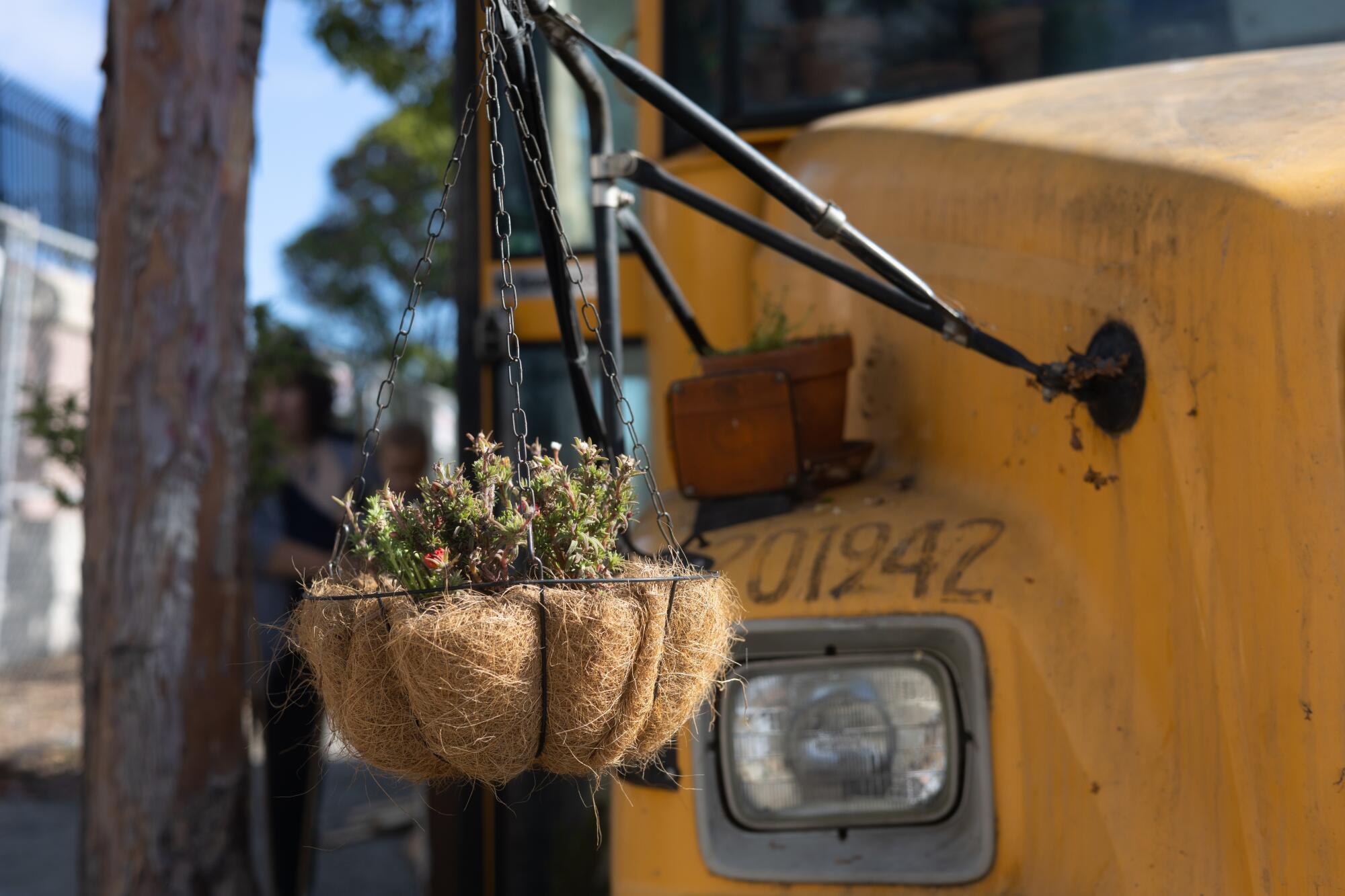 A plant hangs from a rearview mirror of a used bus.