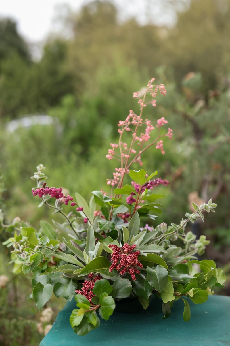 A native plant bouquet of airy pink flowers, bunches of red flowers and grey-green foliage 