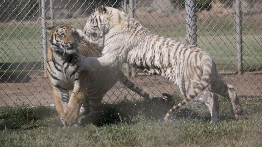 It was a day of exploration for tiger cubs Moka (right) and Nola as they were released into the new Tiger Trails exercise area at the Lions, Tigers & Bears Animal Sanctuary in Alpine