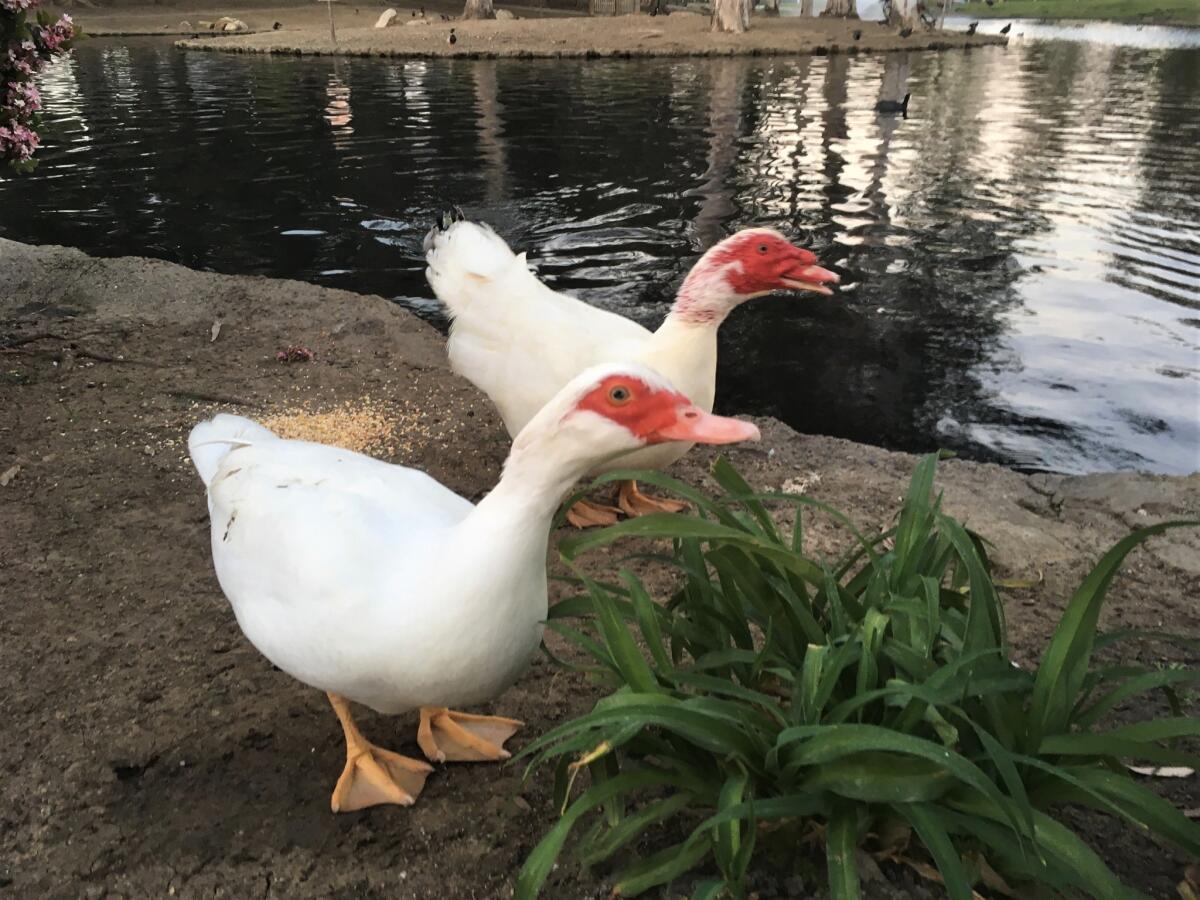 Muscovy ducks Grace and Mr. Chipper, alive on April 17, were found dead the next morning at Costa Mesa's Tewinkle Park.