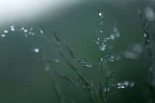 SAN PEDRO, CA - May 3, 2018: Morning dew on the grasses atop Signal Hill. (Katie Falkenberg / Los Angeles Times)