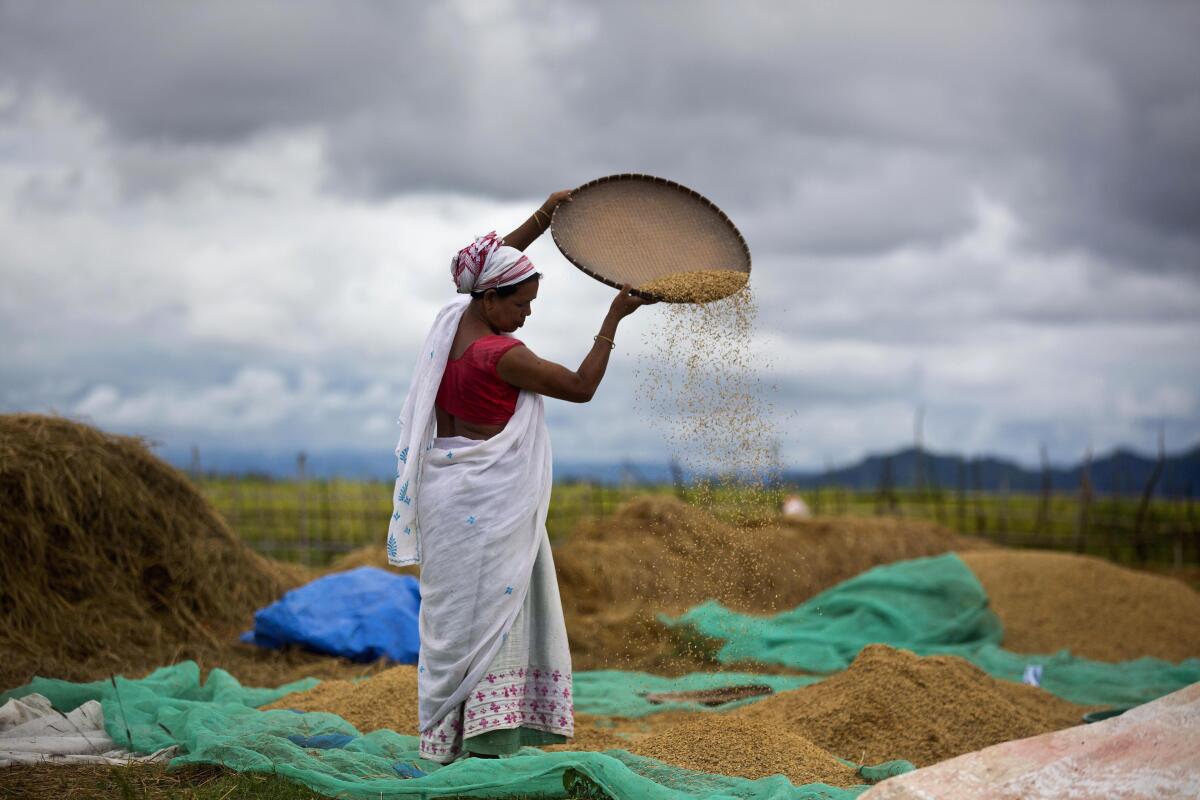 Una mujer separa granos en la villa agrícola Mayong, en la India el 13 de junio de 2018. 