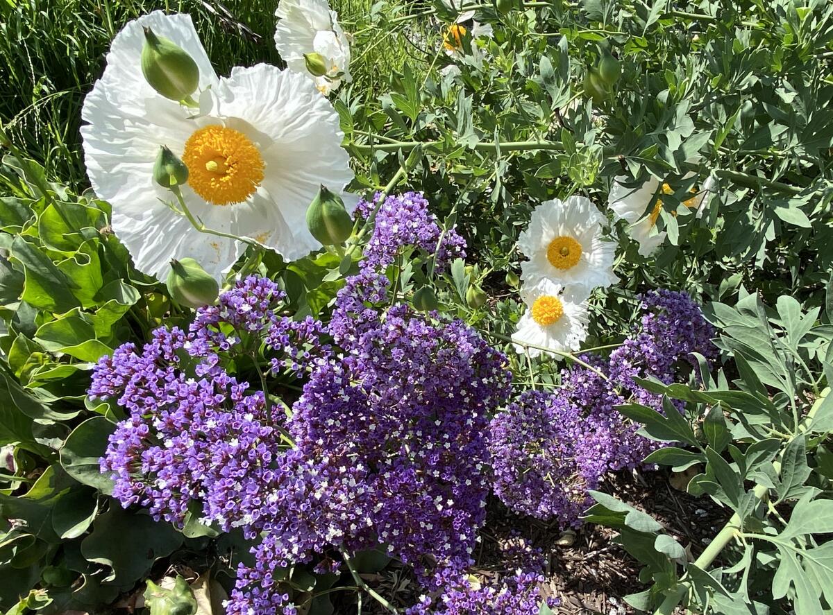 This new neighborhood camaraderie propels me to tend my garden, to give something back.