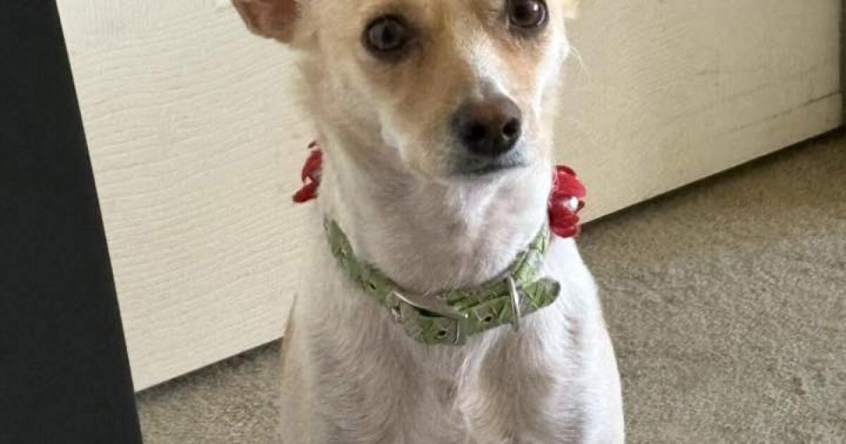The California Dog Leader Representative disappeared owner. Now the poncho is missing The California Dog Leader Representative disappeared owner. Now the poncho is missing