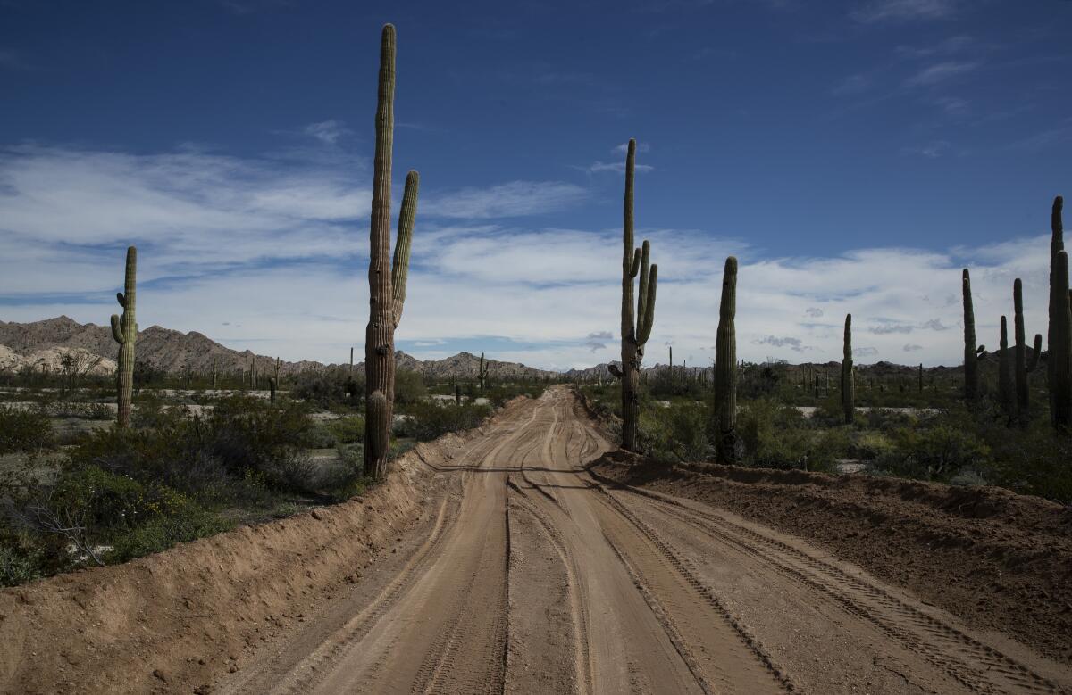 A photo of saguaro cactus