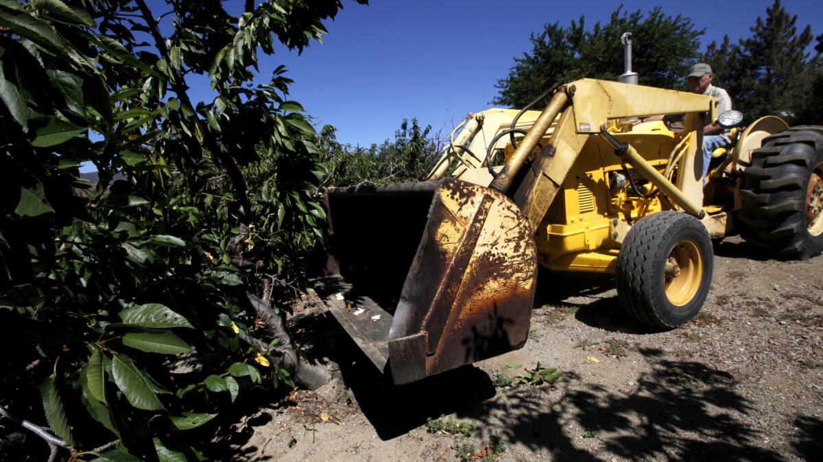 Dave Shields uses his tractor to remove his cherry trees before going out of business and selling the farm.