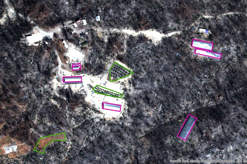 Satellite image shows cannabis greenhouses and gardens rise from the ashes of the North Complex fire.
