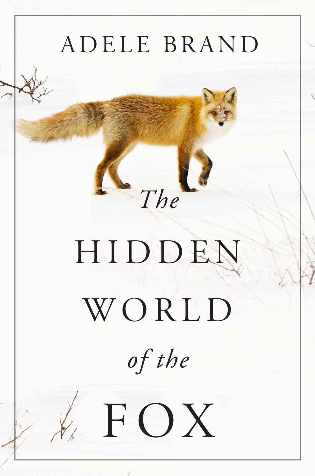 "The Hidden World of the Fox," by Adele Brand. Credit: William Morrow
