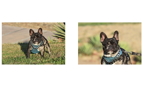 Police ask for public's help finding French bulldog stolen from Wilmington owner's yard