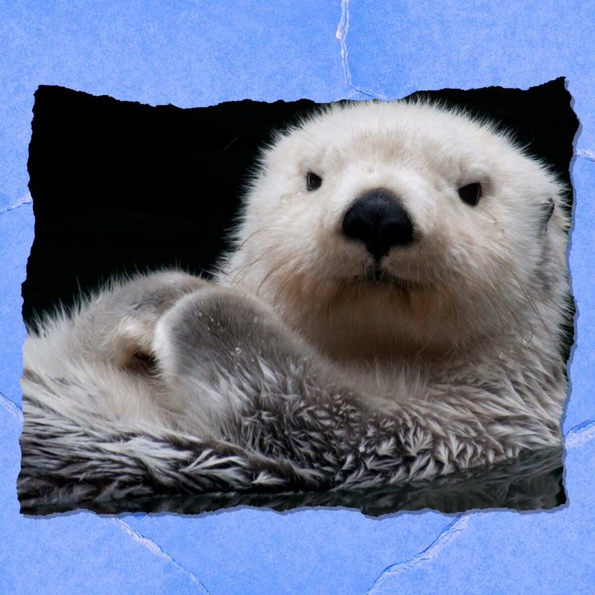 Closeup of a sea otter lying on its back.