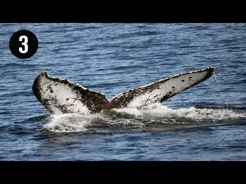Whales are the largest animals on Earth. Now we know why they ...